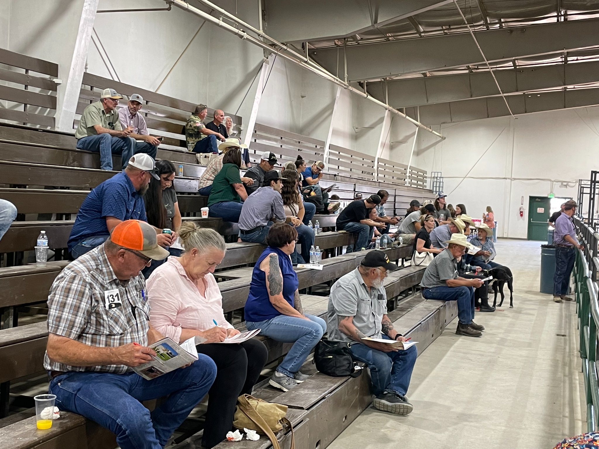 2022 Biggest Little Longhorn Sale and Futurity