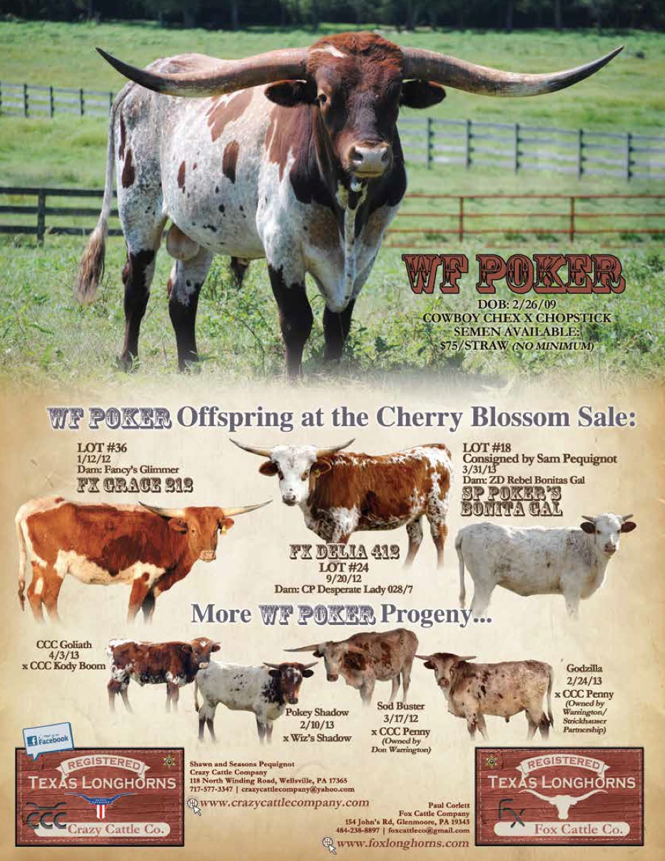 crazy cattle company ad