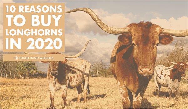 10ReasonsBuyLonghorns_image-01 10ReasonsBuyLonghorns_image-01