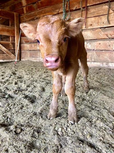 Big Sky Livestock, Lindsey Monk