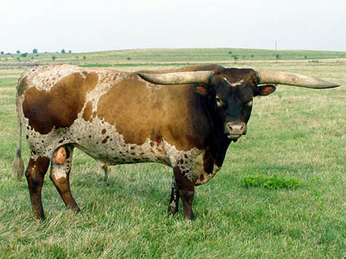 boomerangCP boomerangCP