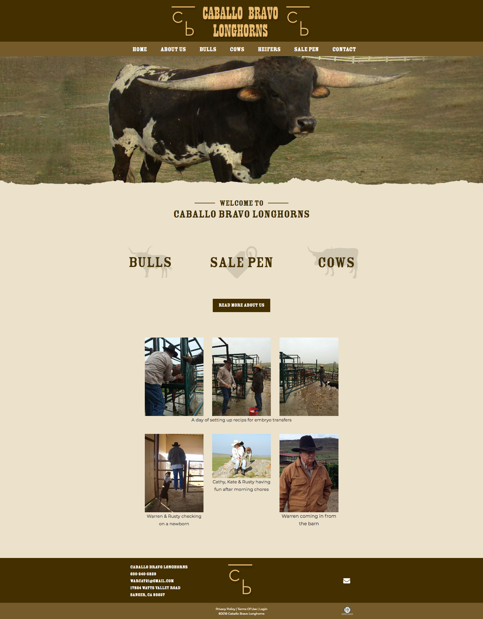 caballo-bravo-longhorns_homepage
