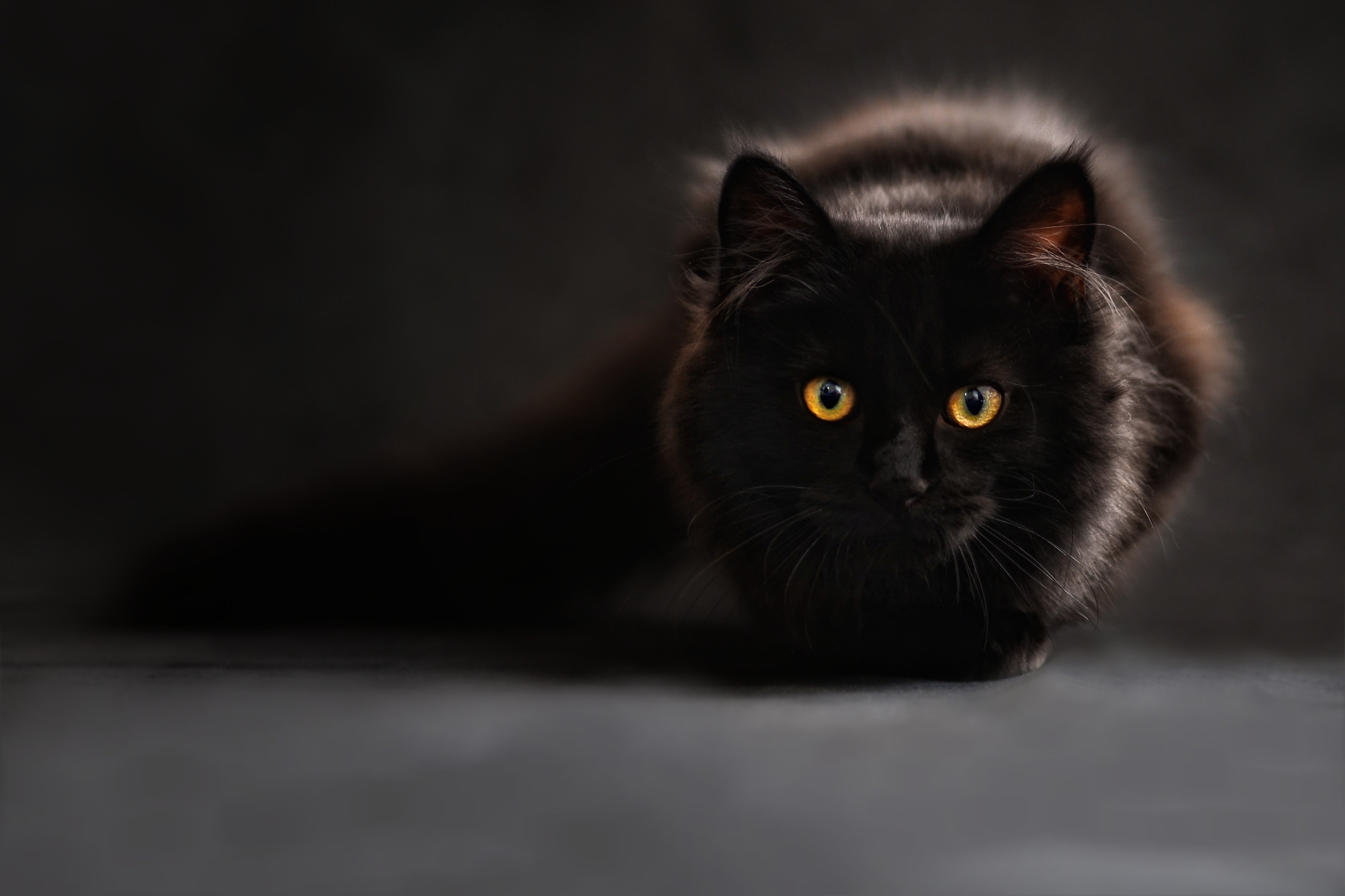 cat-silhouette-cats-silhouette-cat-s-eyes