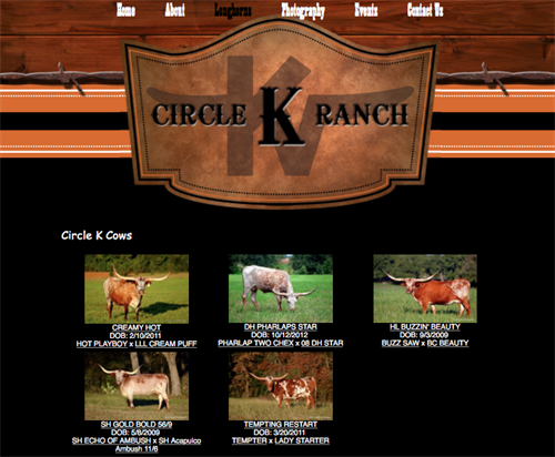 Circle K Ranch - cows