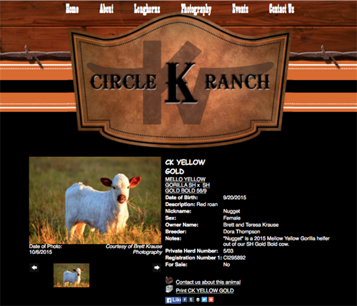 Circle K Ranch - heifer