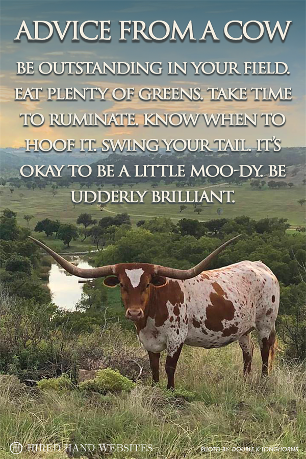 Cow Advice - Facebook