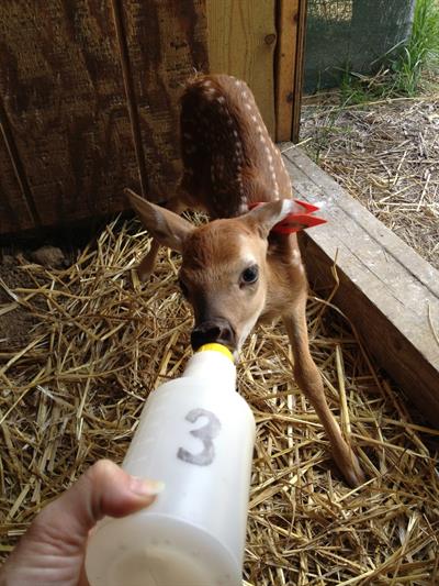 Doe fawn bottle feeding