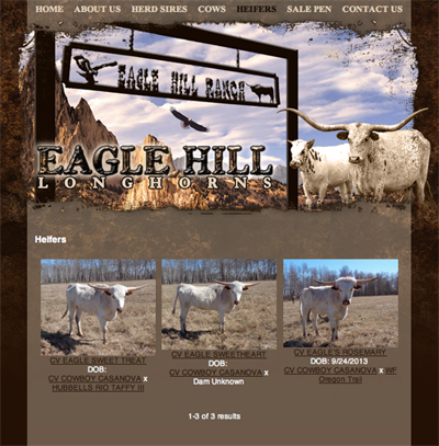 Eagle Hill Longhorn Ranch - heifers