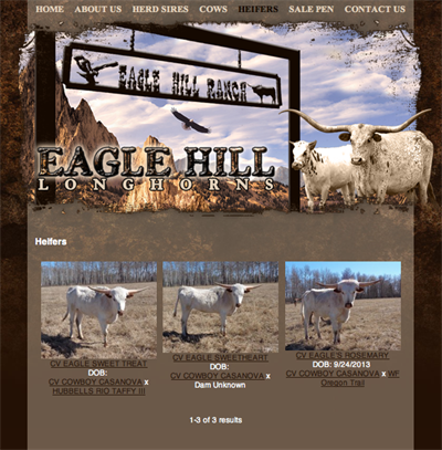 Eagle Hill Longhorn Ranch - heifers Eagle Hill Longhorn Ranch - heifers