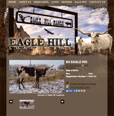 Eagle Hill Longhorn Ranch Eagle Hill Longhorn Ranch