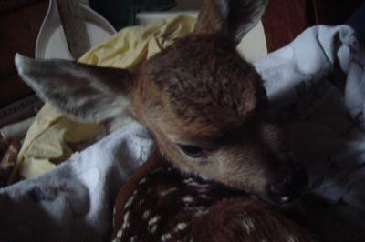 Fawn in blankets