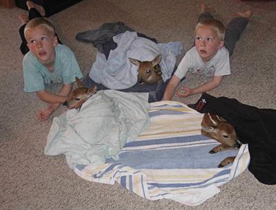 Fawns in the house Fawns in the house