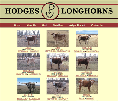 Hodges Longhorns herd