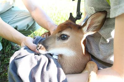 Holding baby fawn