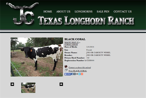 JC Texas Longhorn Ranch-animal