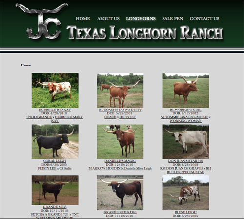 JC Texas Longhorn Ranch-herd