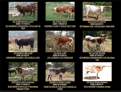 KDK Longhorns - cows