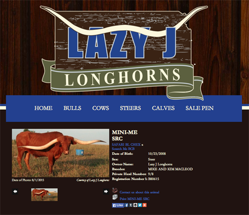 Lazy J Longhorns-animal
