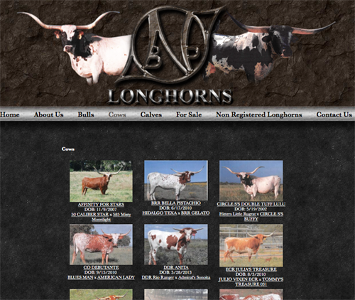 NBP Longhorns - Cows