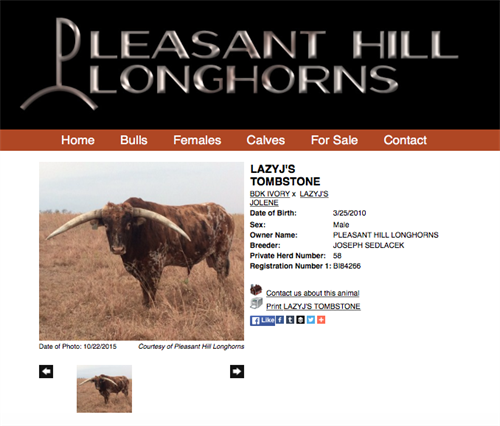 Pleasant Hill Longhorn - Animal