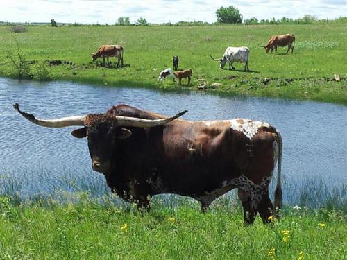 Pleasant Hill Longhorns Bull