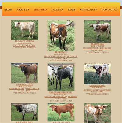 R&R Ranch heifers