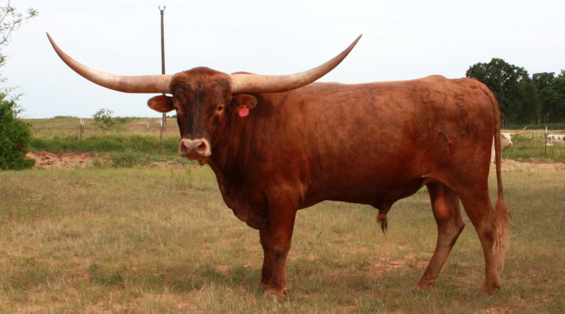 RR BULLNANZA RR BULLNANZA