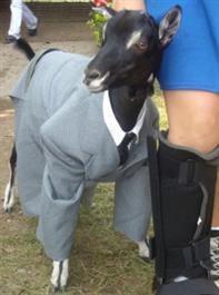 Suit and tie goat Suit and tie goat