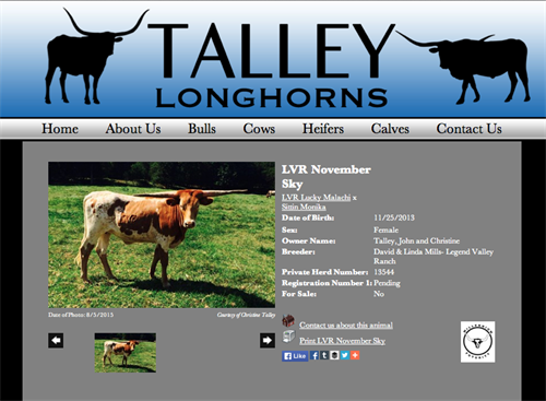 Talley Longhorns-animal
