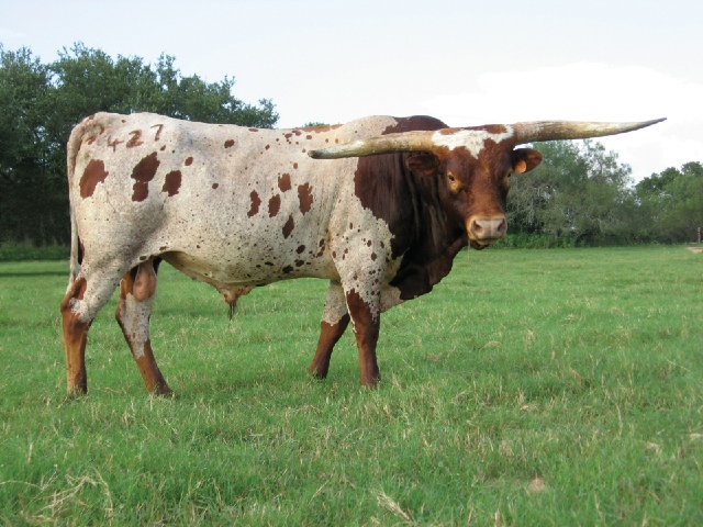 Tejas Star Tejas Star