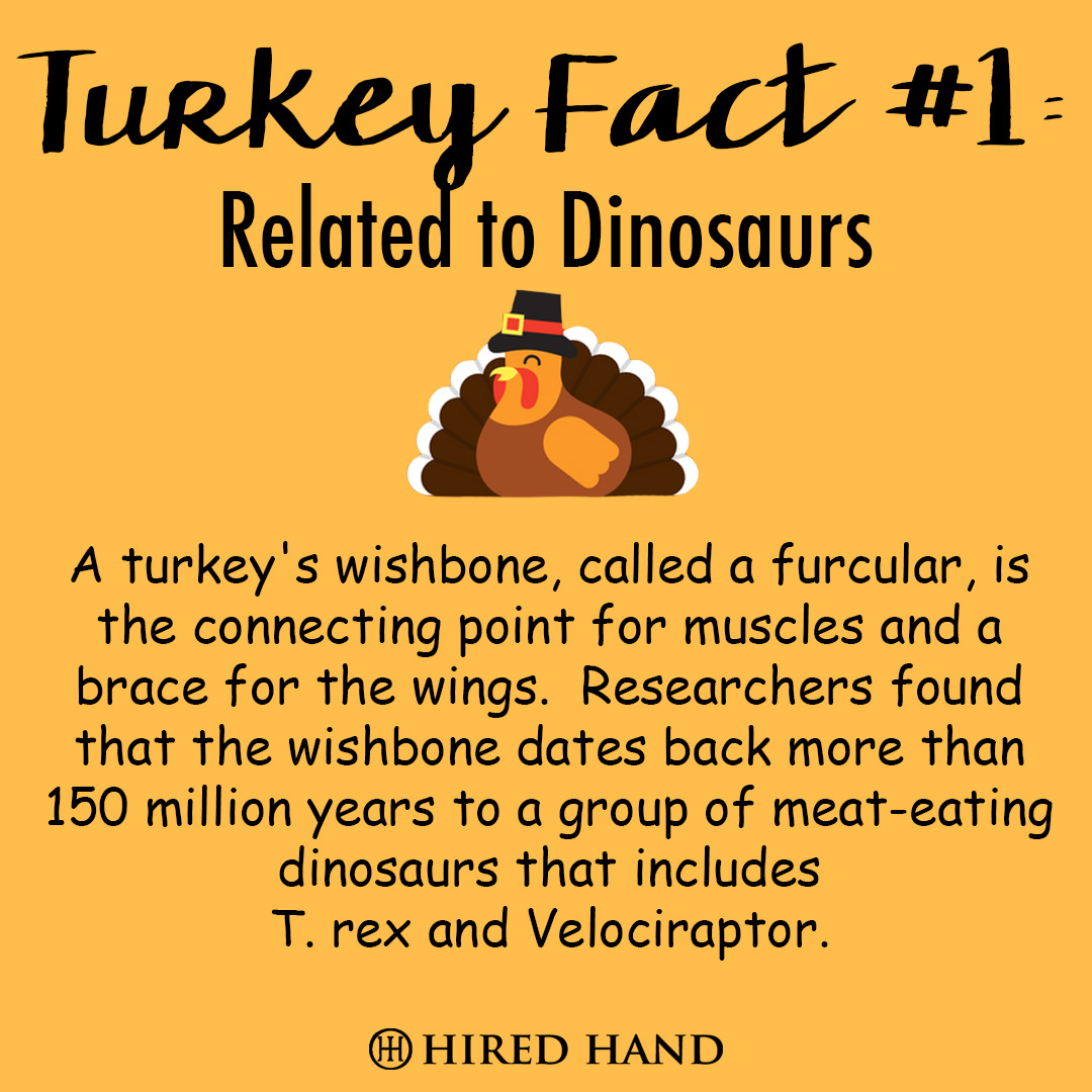 TurkeyFact1 TurkeyFact1
