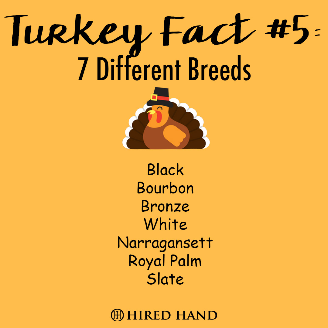 TurkeyFact5