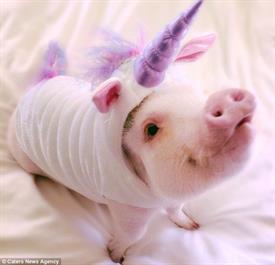 Unicorn Pig Carteres News Agency