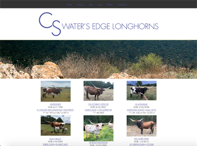 Water's Edge Longhorns