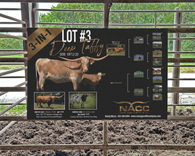 New Age Cattle Co., G&G Sale 2023