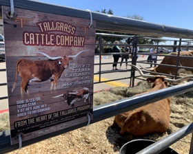 Tallgrass Cattle, Legacy Sale 2019